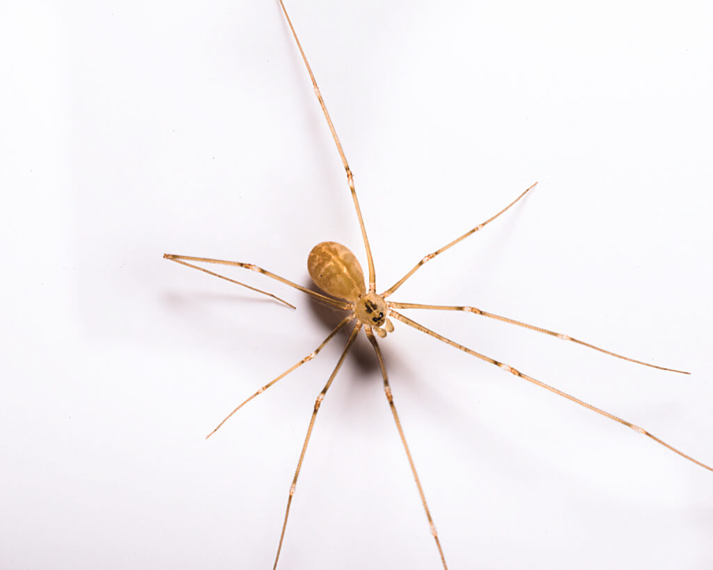 What type of spider's are in the Kansas City, MO area?