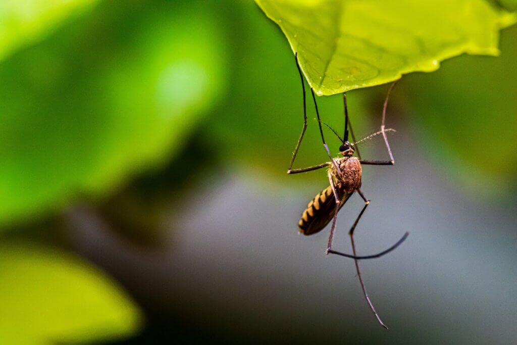 A List of Mosquito-Borne Diseases