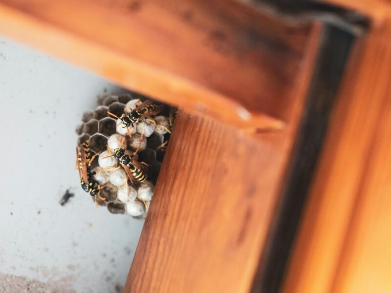 A wasp nest caught before it grows.
