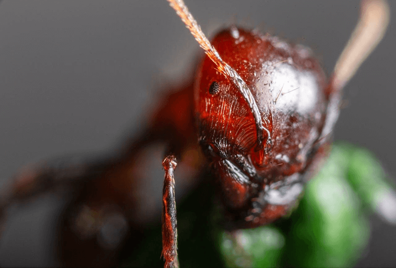A Red Ant.