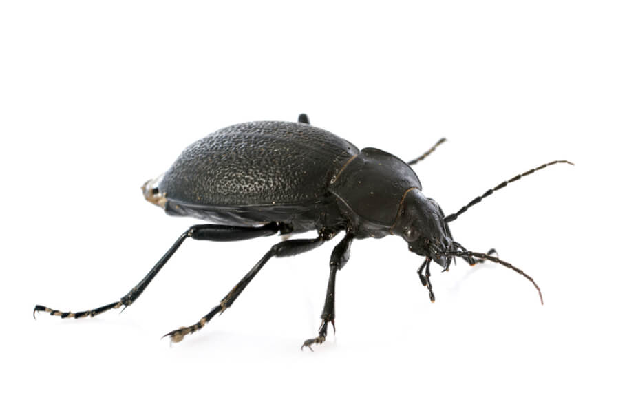 Watch out for cockroaches during the cold weather and year round