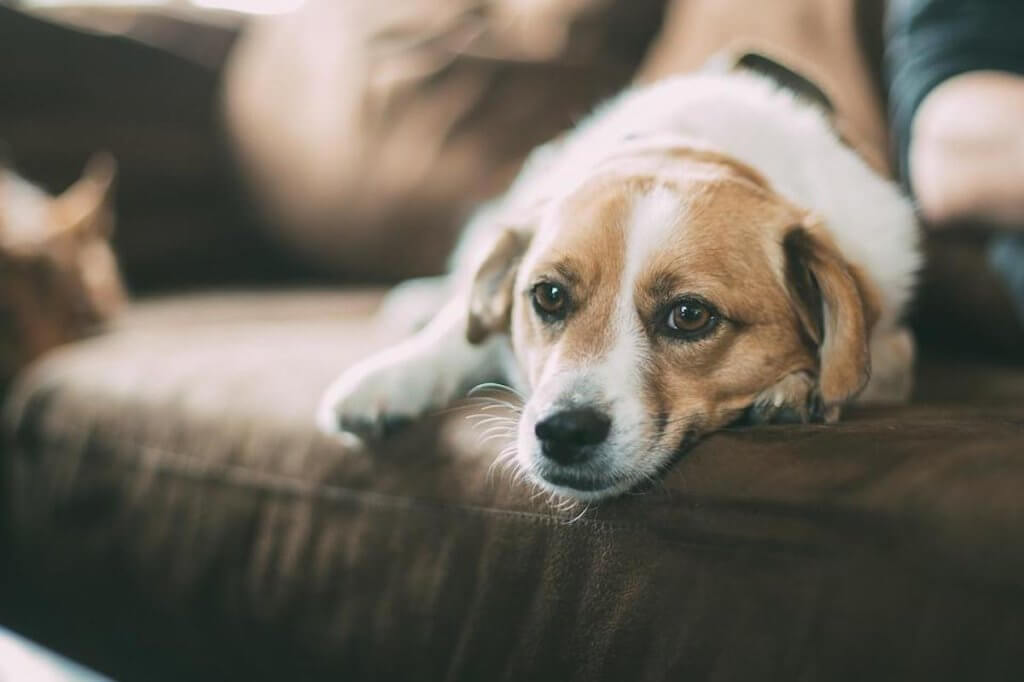 Get rid of pests for good. Keep your pets healthy and pest-free.