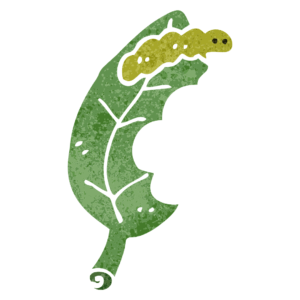Grubs (Beetle Larvae) are another pest you should take care of
