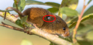 Tick on an outside rodent. Learn how to get rid of fleas and ticks.