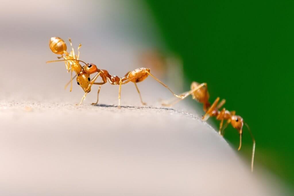 Ants usually survive the harsh winters of Kansas City.