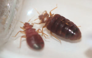 Gunter Pest & Lawn is the #1 Bed Bug exterminator in Kansas city.