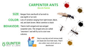 Carpenter ants quick facts.