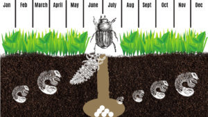 How to Identify and Get Rid of Lawn Pests? Learn More