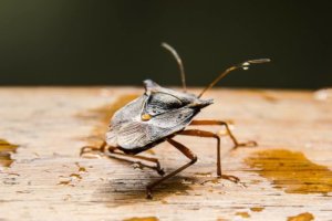 Which Pests Are Surviving This Winter