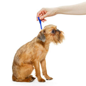Small dog being given a flea and tick treatment.
