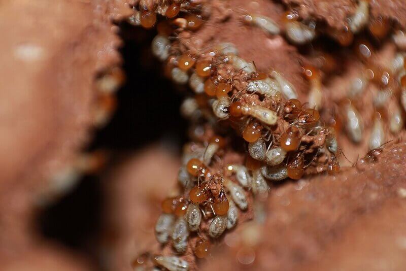 pest control and property value. Termites.