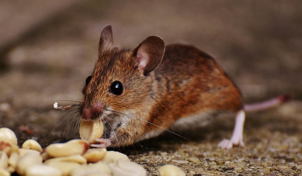 A mouse eating his food. Pest control myths.
