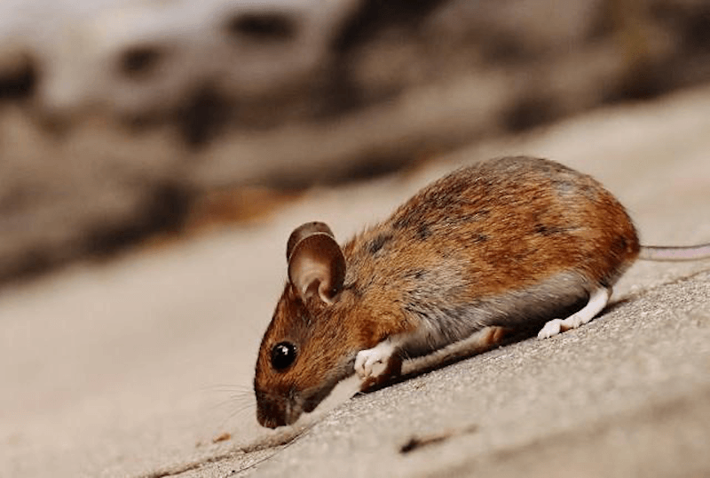 A mouse.