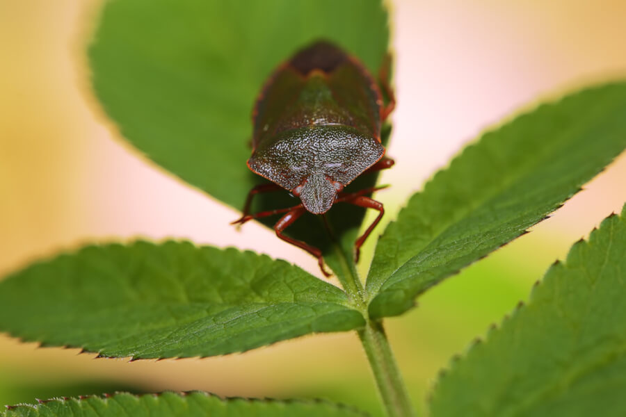 Watch out for stink bugs in the winter
