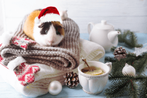 Pest Proofing Your Home This Winter can be done through these tips