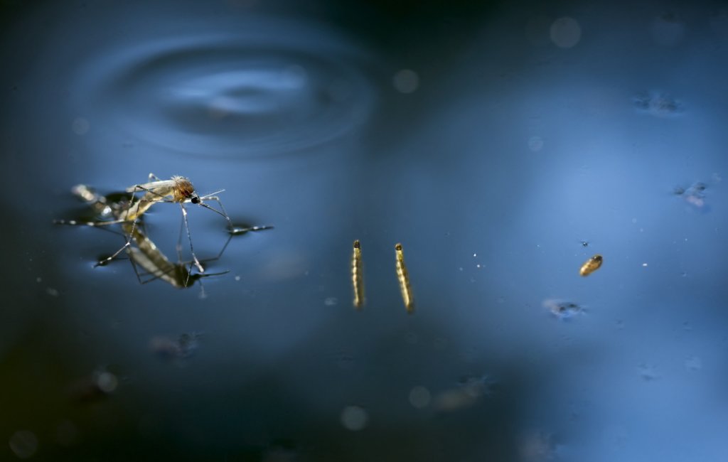 Mosquito in standing water. Get Rid Of Gnats And Mosquitoes.