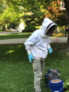 Honeybee friendly plants can be found by local companies who will relocate your bees.