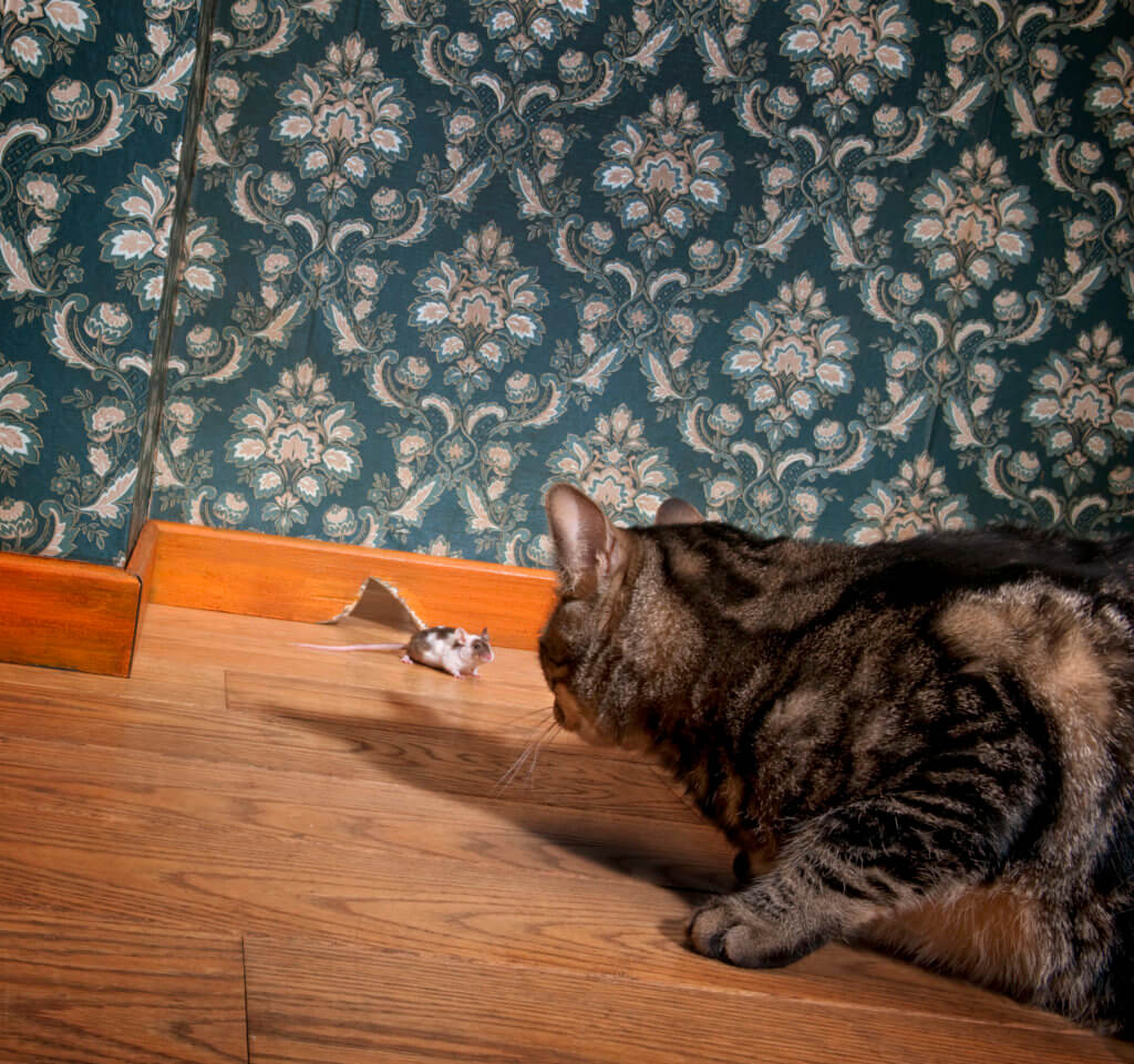Pets notice rodents inside your home.