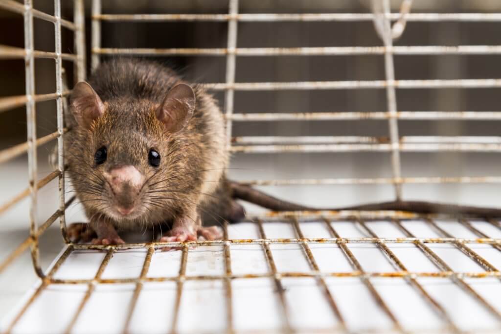 Follow These Tips To Keep Rodents And Bugs Out Of Your Storage Unit