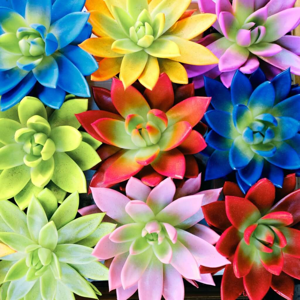 Colorful grass plant. Decide what colors work for your yard.