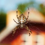 What Attracts Spiders in the House