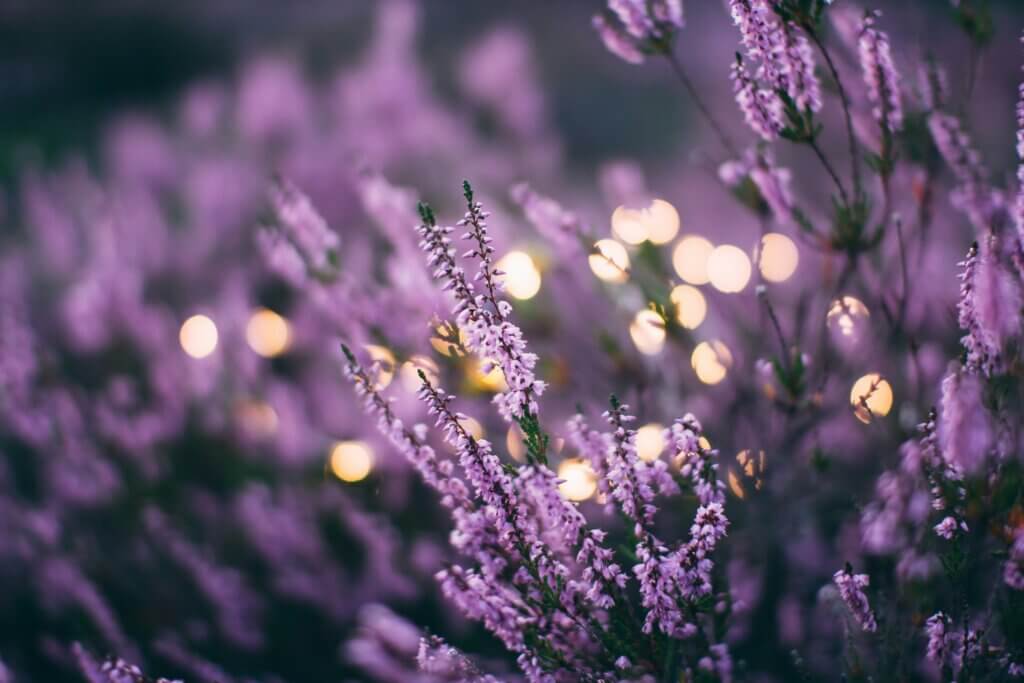 Lavender natural mosquito repellent