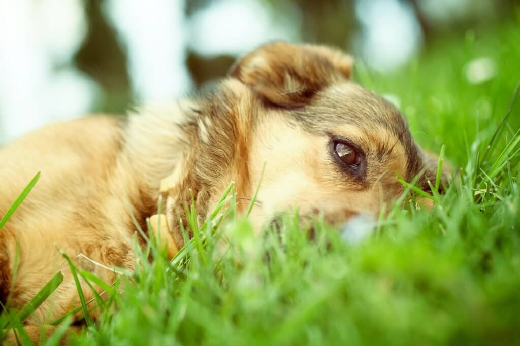Why You Should Be Alert For Fleas & Ticks