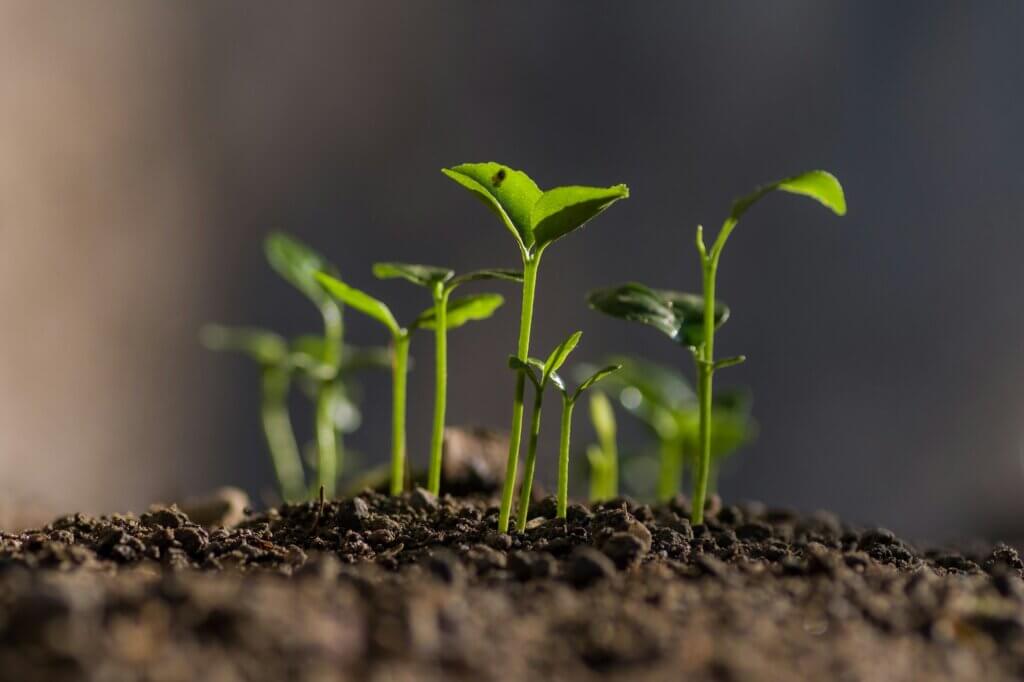 Eco-Friendly Mosquito Control. Plants Growing.