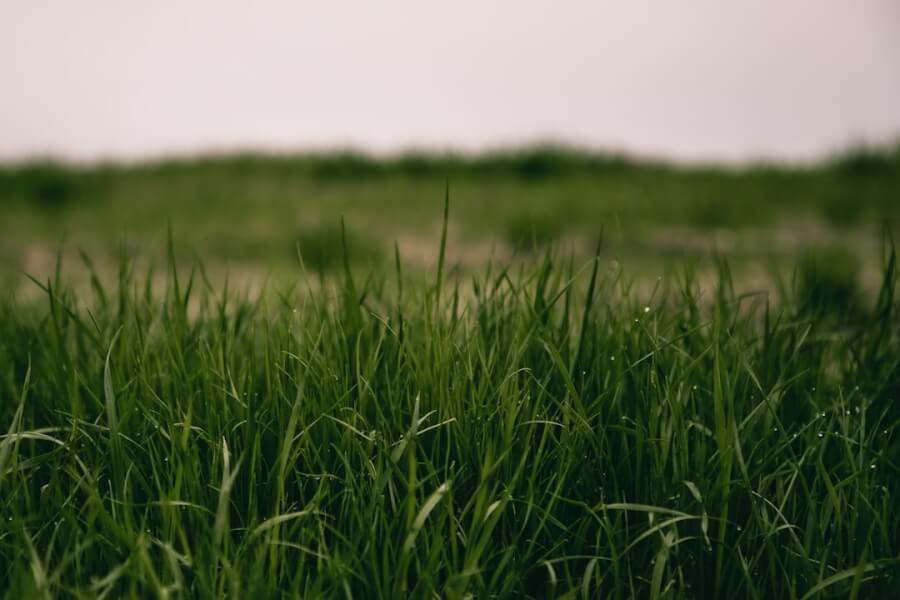 Protect Your Lawn From Fleas And Ticks.