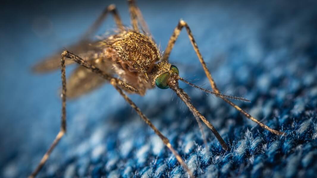 Natural Mosquito Repellents. Mosquito Up Close.