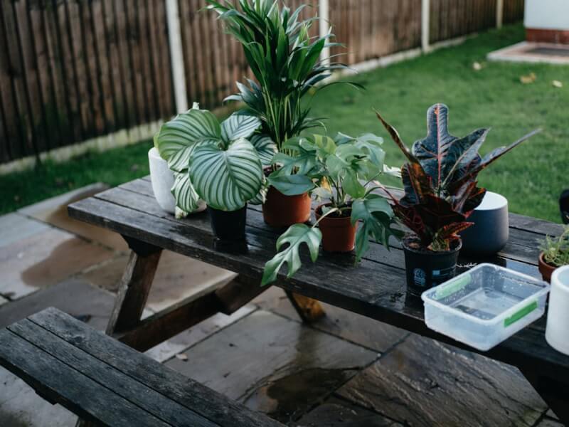 Protect Your Lawn From Fleas And Ticks. Plants outside.