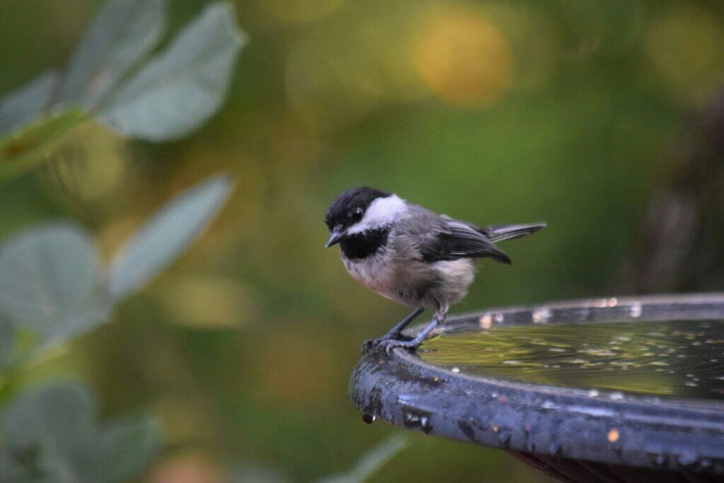 A birdbath