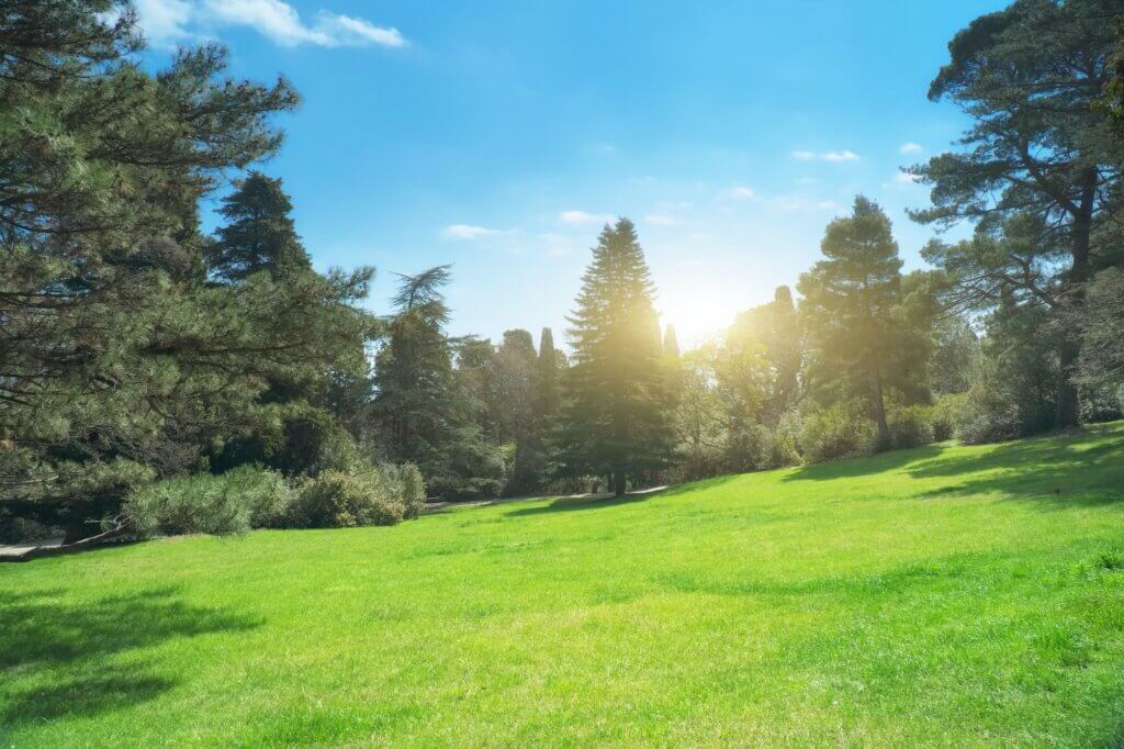 Green grass lawn. An example of what the correct Kansas City Lawn seeding service can do.
