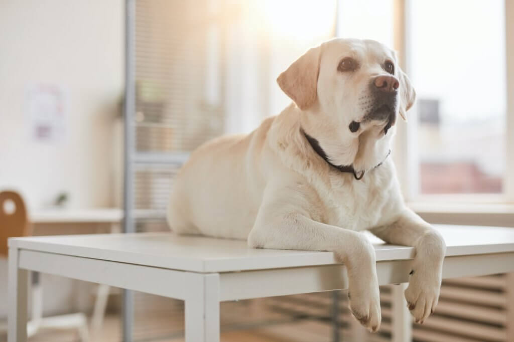 Labrador Dog at Vet Clinic