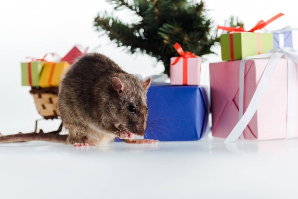 Rodent inside a Kansas City house around Christmas.