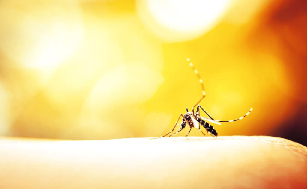 Mosquito landed on skin. Get Rid Of Gnats And Mosquitoes.