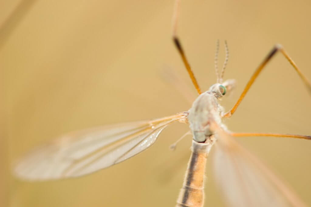 Eliminate Mosquitoes The Modern Way.