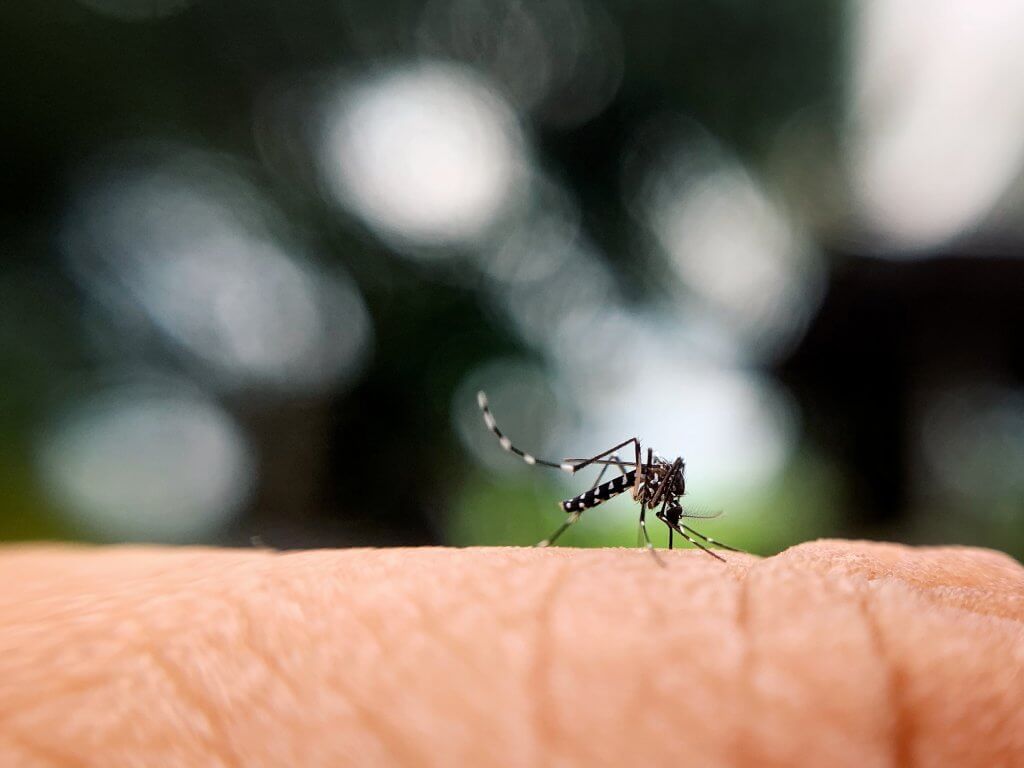 All-natural mosquito treatment. Mosquito on a human.