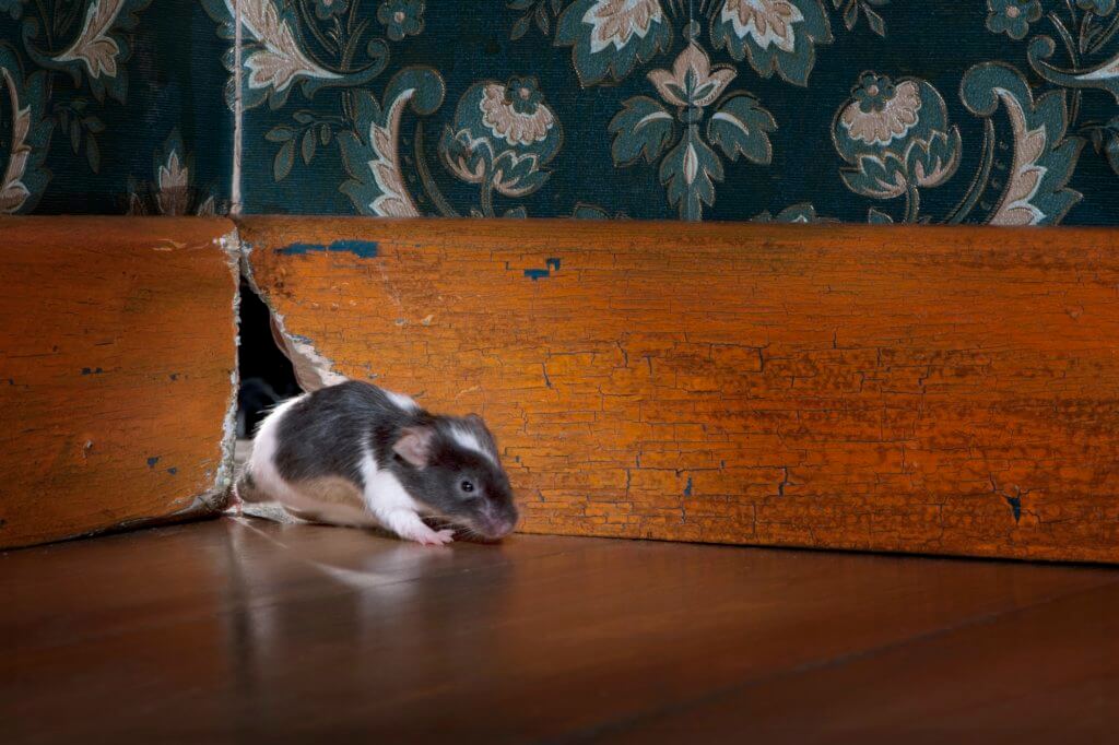 Look out for holes where they shouldn't be. Rodents use them to enter your home.