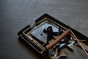Mouse trap. Pest control concept. Selecting Pest Services.