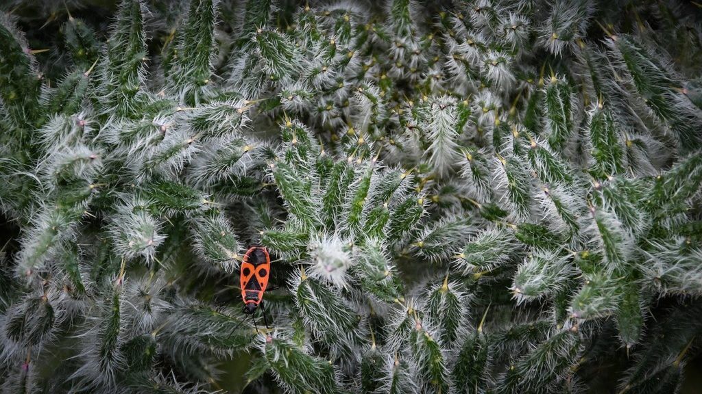 Keep your Christas tree pest free during the holiday season