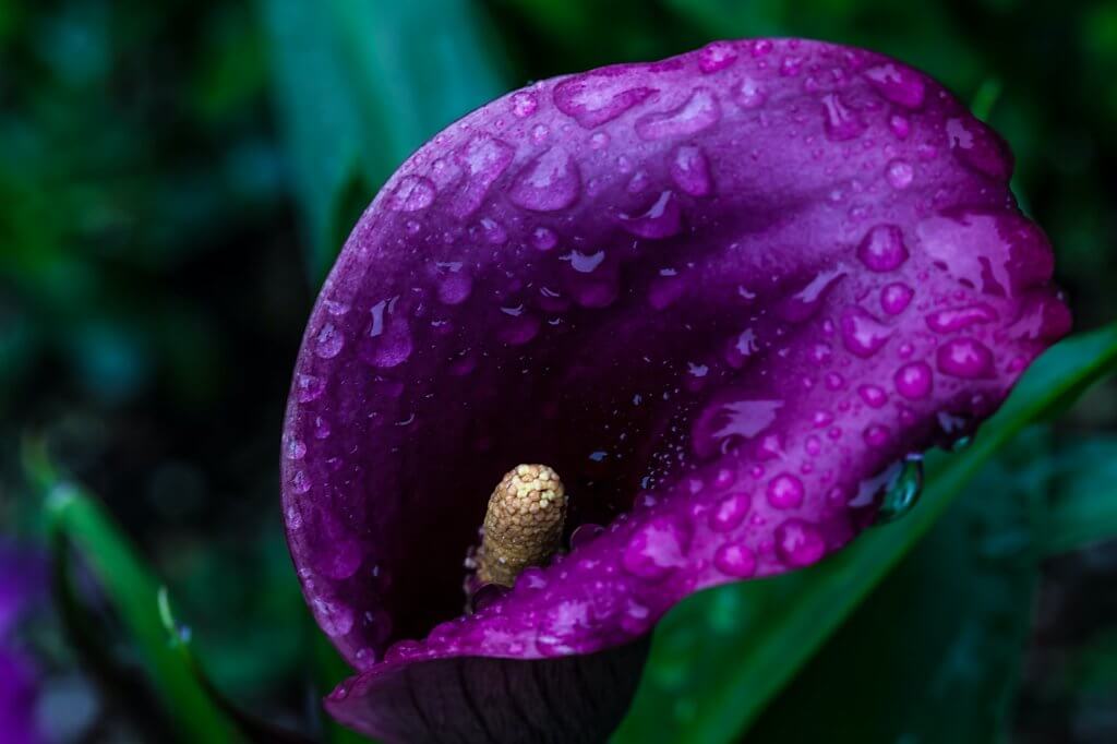 April showers bring may flowers.