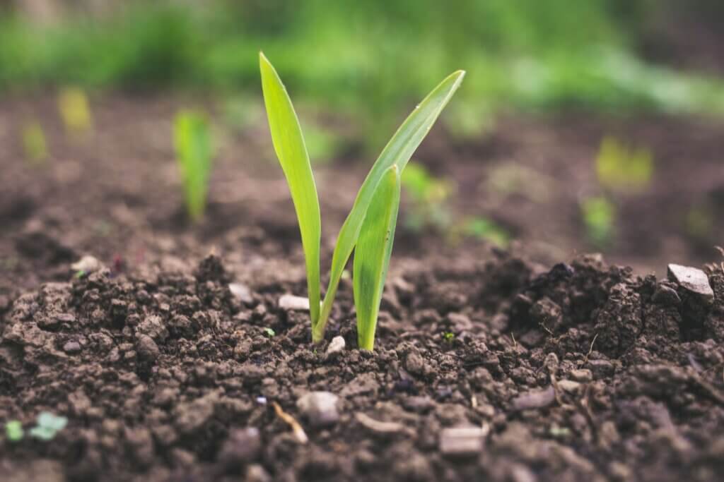 Soil with new grass germinating
