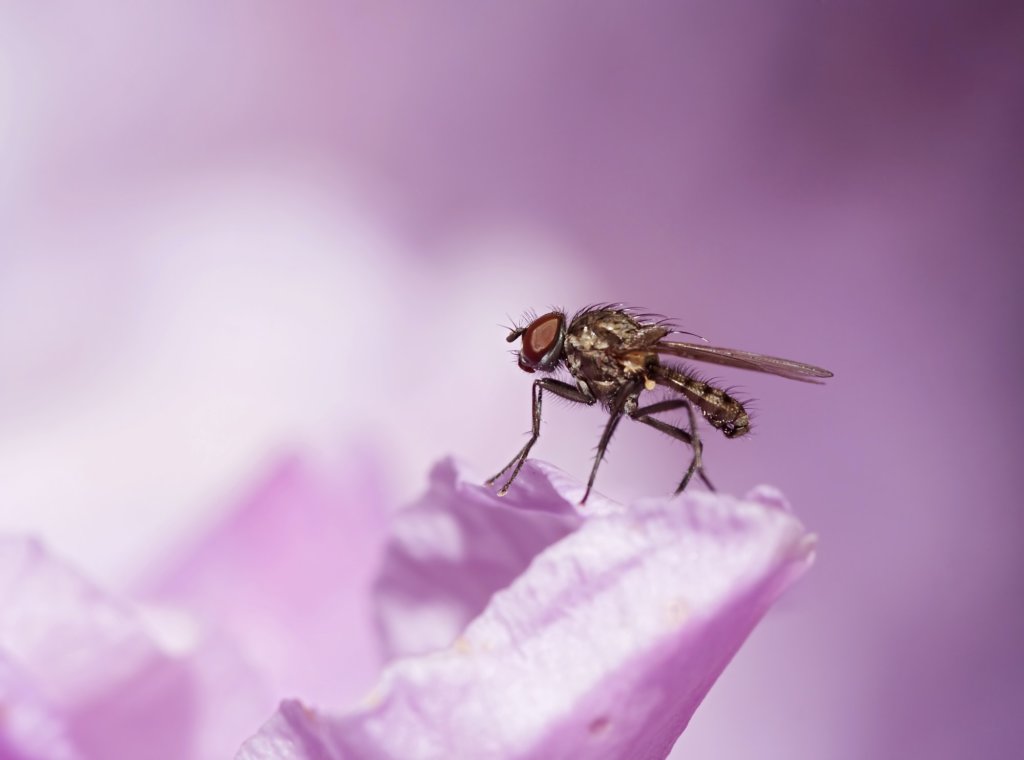 What Are Gnats. Small fly.