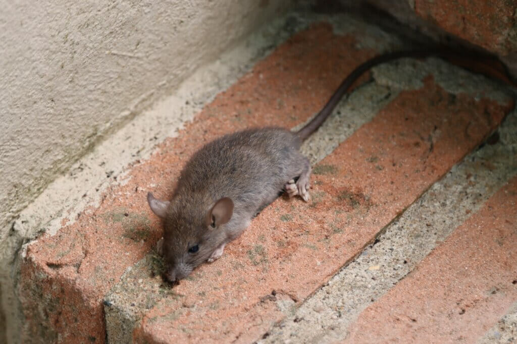Signs That Indicate The Need For A Pest Inspection