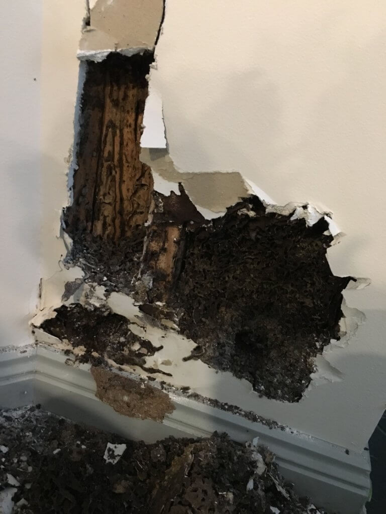 insurance coverage for pest-related damage.