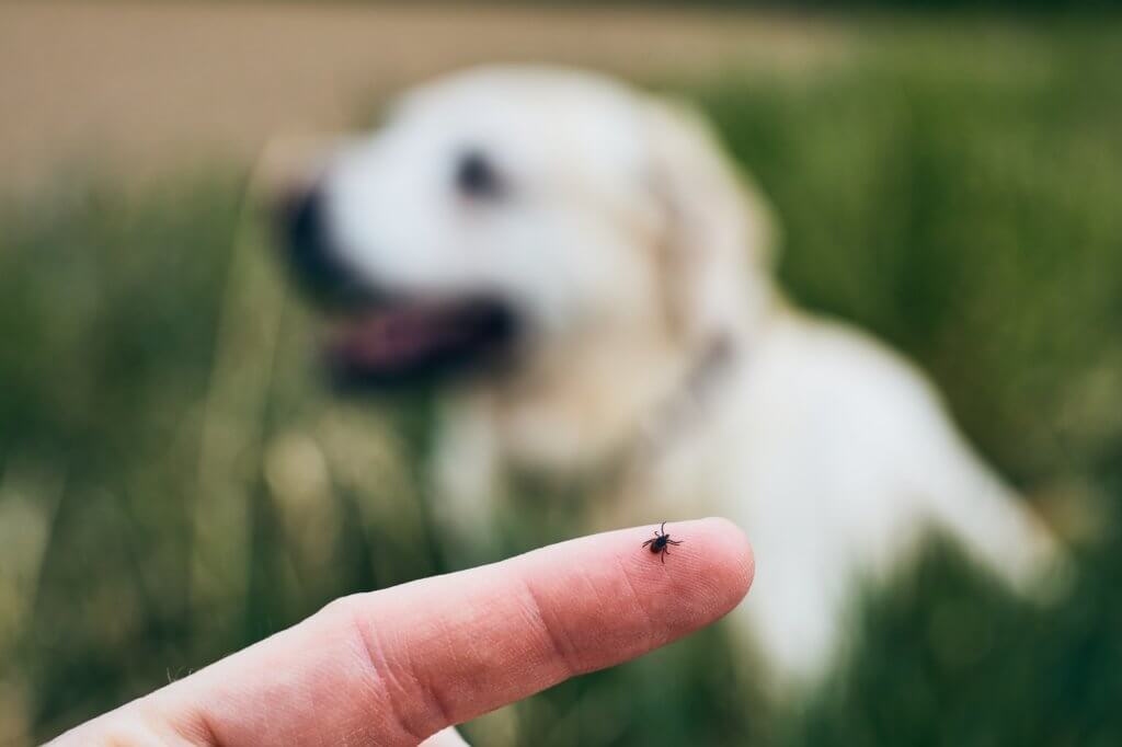 Take care of pests for a beautiful lawn