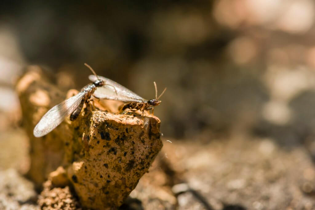 Individual termites.