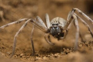 A macro shot of a wolf spider on the sand