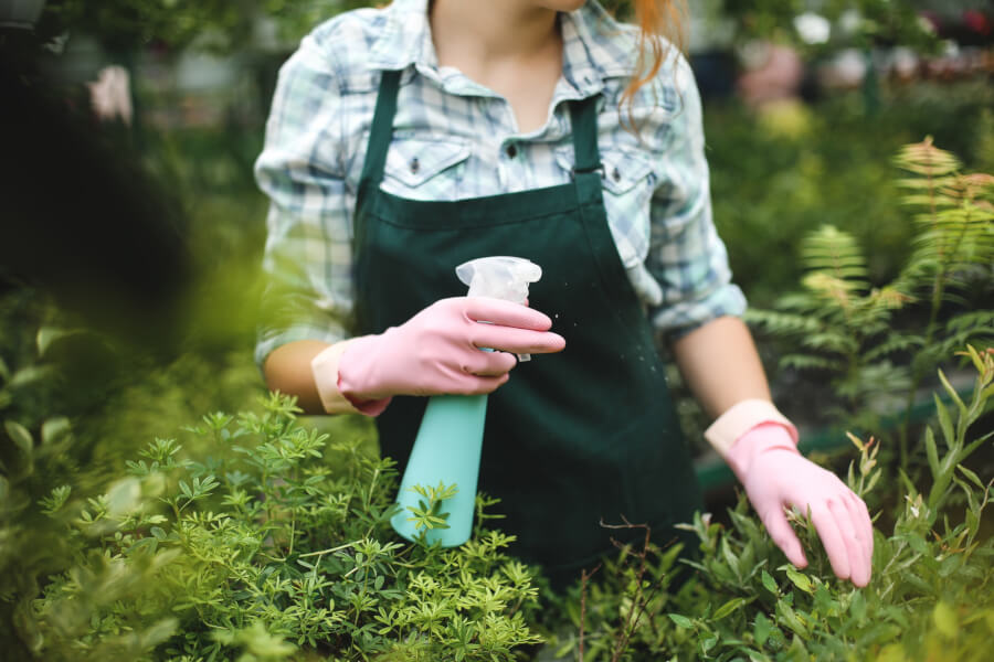 Spraying leaves of a plant before making a mosquito repellant